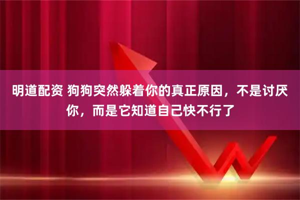 明道配资 狗狗突然躲着你的真正原因，不是讨厌你，而是它知道自己快不行了